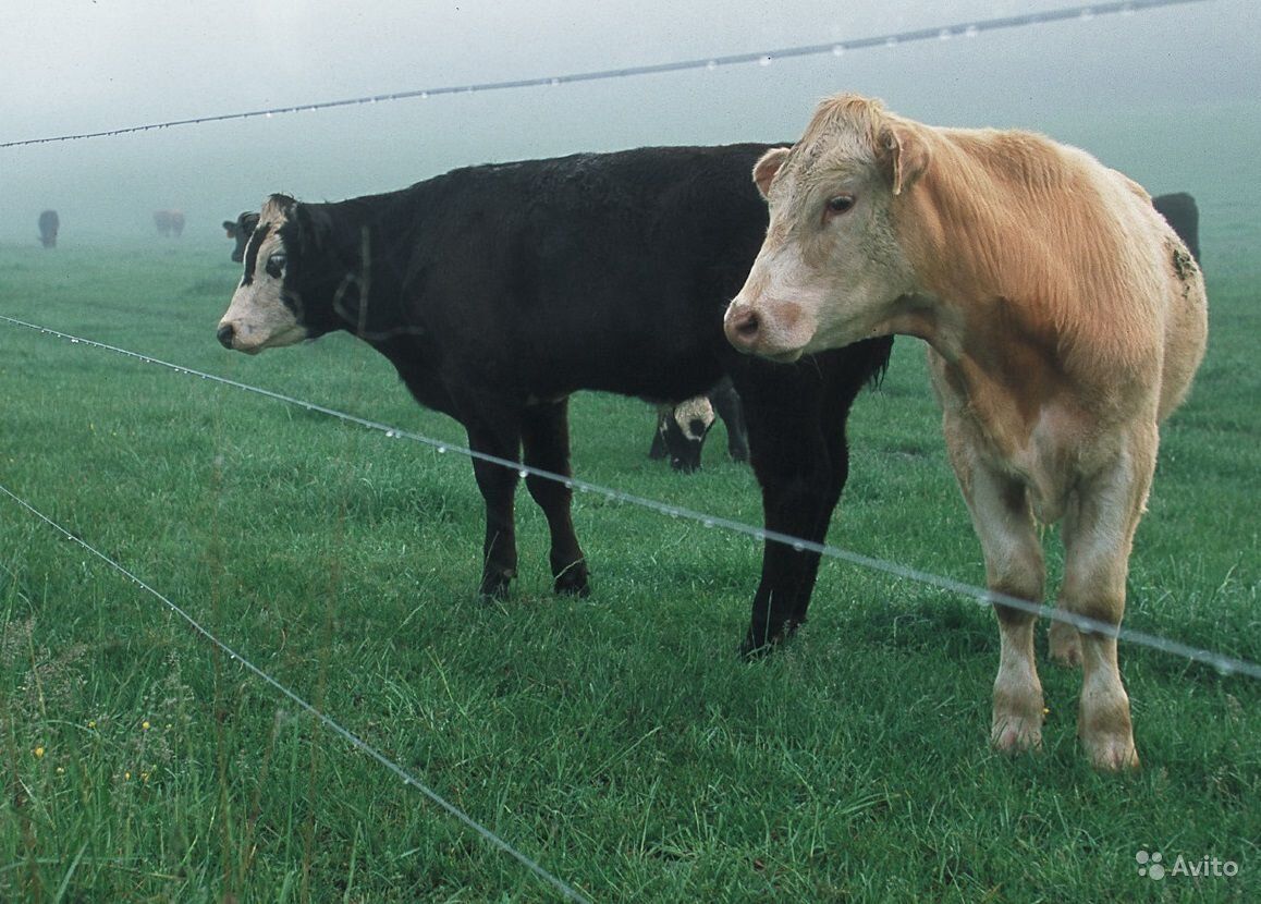 Купить коров сколько. Электропастух для КРС на 6 га. Электропастух для молочных КРС на 1 га. Электропастух для коров и овец. Ограждение для КРС электропастух.